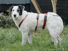 SAMIRA, Hund, Mischlingshund in Langenhorn - Bild 3