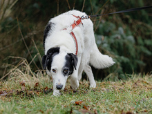 SAMIRA, Hund, Mischlingshund in Langenhorn - Bild 4