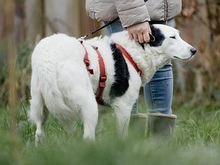 SAMIRA, Hund, Mischlingshund in Langenhorn - Bild 5