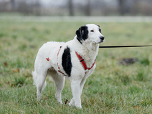 SAMIRA, Hund, Mischlingshund in Langenhorn - Bild 6