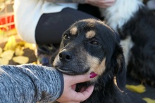 BENNY, Hund, Mischlingshund in Selfkant - Bild 1