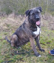 DUKE, Hund, Deutscher Schäferhund-Labrador-Mix in Neusitz - Bild 1