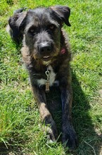 DUKE, Hund, Deutscher Schäferhund-Labrador-Mix in Neusitz - Bild 10