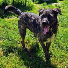 DUKE, Hund, Deutscher Schäferhund-Labrador-Mix in Neusitz - Bild 11