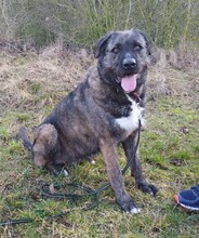 DUKE, Hund, Deutscher Schäferhund-Labrador-Mix in Neusitz - Bild 2