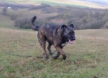 DUKE, Hund, Deutscher Schäferhund-Labrador-Mix in Neusitz - Bild 3