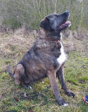 DUKE, Hund, Deutscher Schäferhund-Labrador-Mix in Neusitz - Bild 4