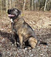 DUKE, Hund, Deutscher Schäferhund-Labrador-Mix in Neusitz - Bild 5