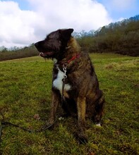 DUKE, Hund, Deutscher Schäferhund-Labrador-Mix in Neusitz - Bild 6