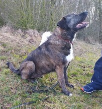 DUKE, Hund, Deutscher Schäferhund-Labrador-Mix in Neusitz - Bild 7