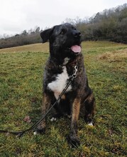 DUKE, Hund, Deutscher Schäferhund-Labrador-Mix in Neusitz - Bild 8