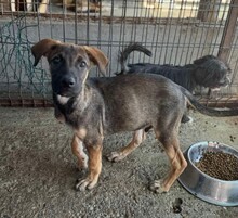 CHARLY, Hund, Mischlingshund in Rumänien - Bild 1