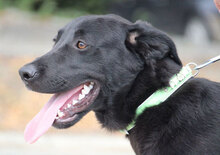 WINNETOU, Hund, Labrador Retriever Mix in Bulgarien - Bild 1