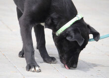 WINNETOU, Hund, Labrador Retriever Mix in Bulgarien - Bild 10