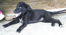 WINNETOU, Hund, Labrador Retriever Mix in Bulgarien - Bild 11