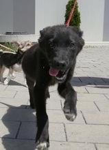 WINNETOU, Hund, Labrador Retriever Mix in Bulgarien - Bild 12