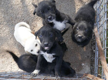 WINNETOU, Hund, Labrador Retriever Mix in Bulgarien - Bild 13