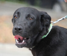 WINNETOU, Hund, Labrador Retriever Mix in Bulgarien - Bild 2