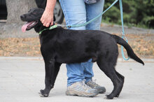 WINNETOU, Hund, Labrador Retriever Mix in Bulgarien - Bild 3