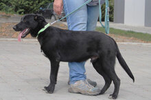 WINNETOU, Hund, Labrador Retriever Mix in Bulgarien - Bild 4