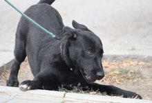 WINNETOU, Hund, Labrador Retriever Mix in Bulgarien - Bild 5