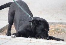 WINNETOU, Hund, Labrador Retriever Mix in Bulgarien - Bild 6