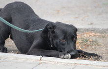 WINNETOU, Hund, Labrador Retriever Mix in Bulgarien - Bild 7