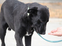 WINNETOU, Hund, Labrador Retriever Mix in Bulgarien - Bild 8