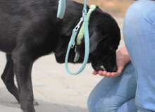 WINNETOU, Hund, Labrador Retriever Mix in Bulgarien - Bild 9