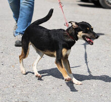 CINDERELLA, Hund, Mischlingshund in Bulgarien - Bild 6