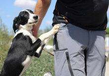 MERIDA, Hund, Cocker Spaniel-Mix in Bulgarien - Bild 1