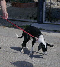 MERIDA, Hund, Cocker Spaniel-Mix in Bulgarien - Bild 10