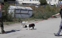 MERIDA, Hund, Cocker Spaniel-Mix in Bulgarien - Bild 11