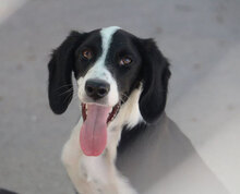 MERIDA, Hund, Cocker Spaniel-Mix in Bulgarien - Bild 12