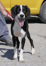 MERIDA, Hund, Cocker Spaniel-Mix in Bulgarien - Bild 6