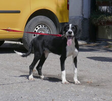 MERIDA, Hund, Cocker Spaniel-Mix in Bulgarien - Bild 7