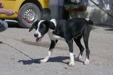 MERIDA, Hund, Cocker Spaniel-Mix in Bulgarien - Bild 8