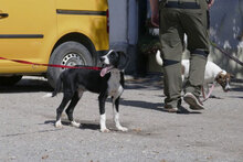 MERIDA, Hund, Cocker Spaniel-Mix in Bulgarien - Bild 9