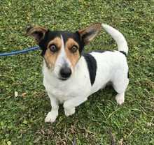 LETICIA, Hund, Jack Russell Terrier-Mix in Tornesch - Bild 2