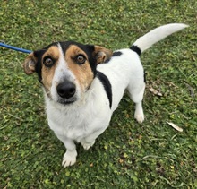 LETICIA, Hund, Jack Russell Terrier-Mix in Tornesch - Bild 3