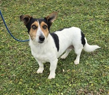 LETICIA, Hund, Jack Russell Terrier-Mix in Tornesch - Bild 4