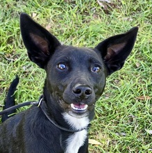 LILY, Hund, Mischlingshund in Ungarn - Bild 1