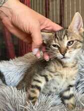 FRIEDRICH, Katze, Hauskatze in Ungarn - Bild 4