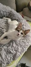 LOKI, Katze, Europäisch Kurzhaar in Engelskirchen - Bild 2