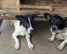 ALBI, Hund, Mischlingshund in Ungarn - Bild 1