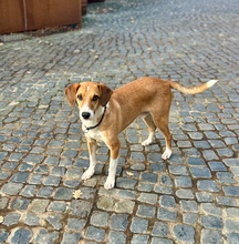 STREEM, Hund, Mischlingshund in Rosengarten - Bild 2