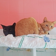 CHAROLES, Katze, Europäisch Kurzhaar in Spanien - Bild 9