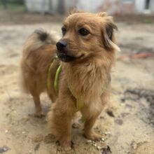 UMA, Hund, Pekingese-Tibet Spaniel-Mix in Flörsheim-Dalsheim - Bild 2