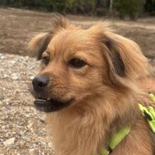 UMA, Hund, Pekingese-Tibet Spaniel-Mix in Flörsheim-Dalsheim - Bild 4