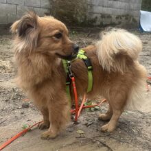 UMA, Hund, Pekingese-Tibet Spaniel-Mix in Flörsheim-Dalsheim - Bild 5